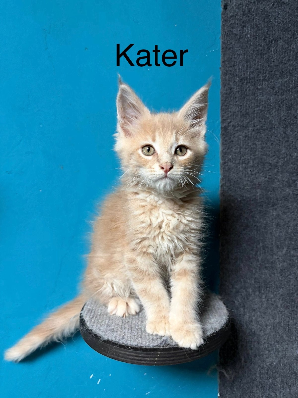 Maine coon kittens, Meerdere dieren