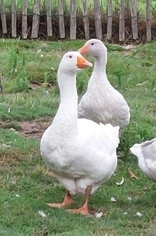 Gezocht witte boerengans (vrouwtje), Dieren en Toebehoren, Vrouwelijk, Gans of Zwaan