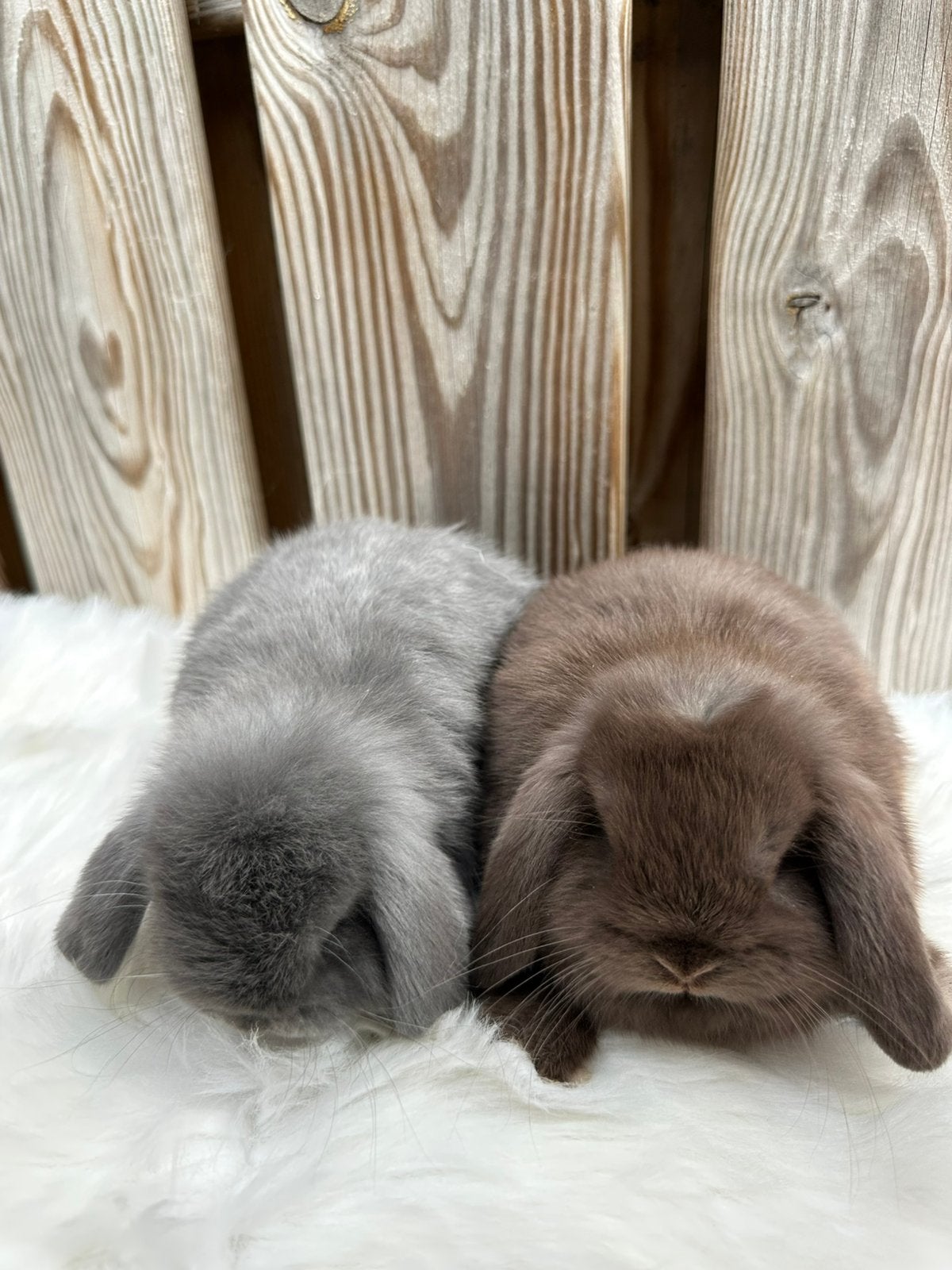 Mooi koppeltje Minilops hangoor konijntjes., Dieren en Toebehoren, Konijnen, Meerdere dieren, Dwerg, Hangoor