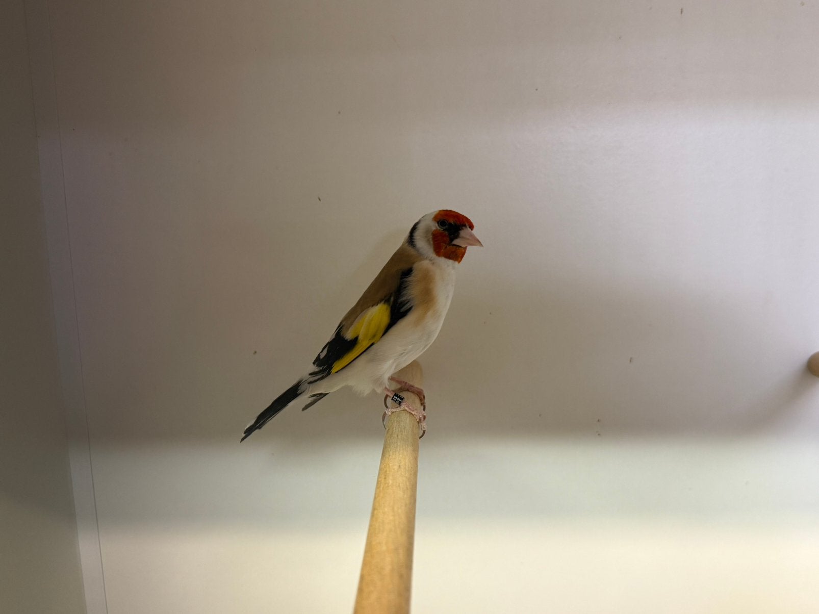 Wildkleur major putter man, Dieren en Toebehoren, Vogels | Overige Vogels, Mannelijk, Wildzangvogel, Geringd