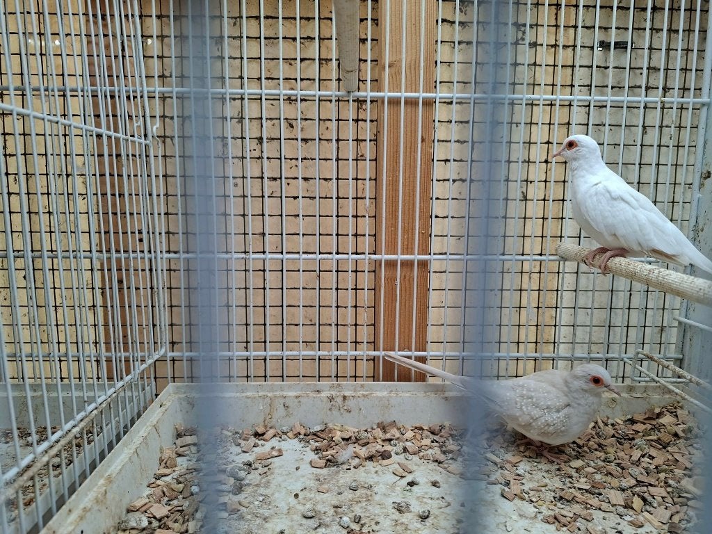 2 koppels diamant duifjes, Meerdere dieren