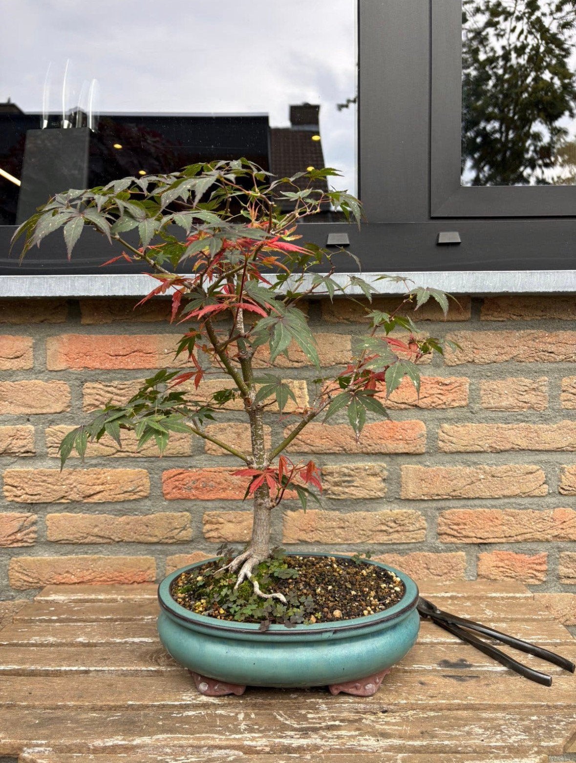 Bonsai, japanse esdoorn, Ophalen, Bloeit niet, Halfschaduw, Overige soorten