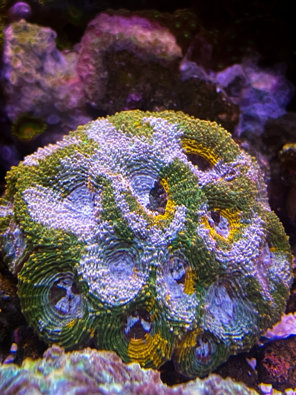 Acanthastrea Echinata Big R Gumdrop Mooie Koraalstekken, Dieren en Toebehoren, Vis