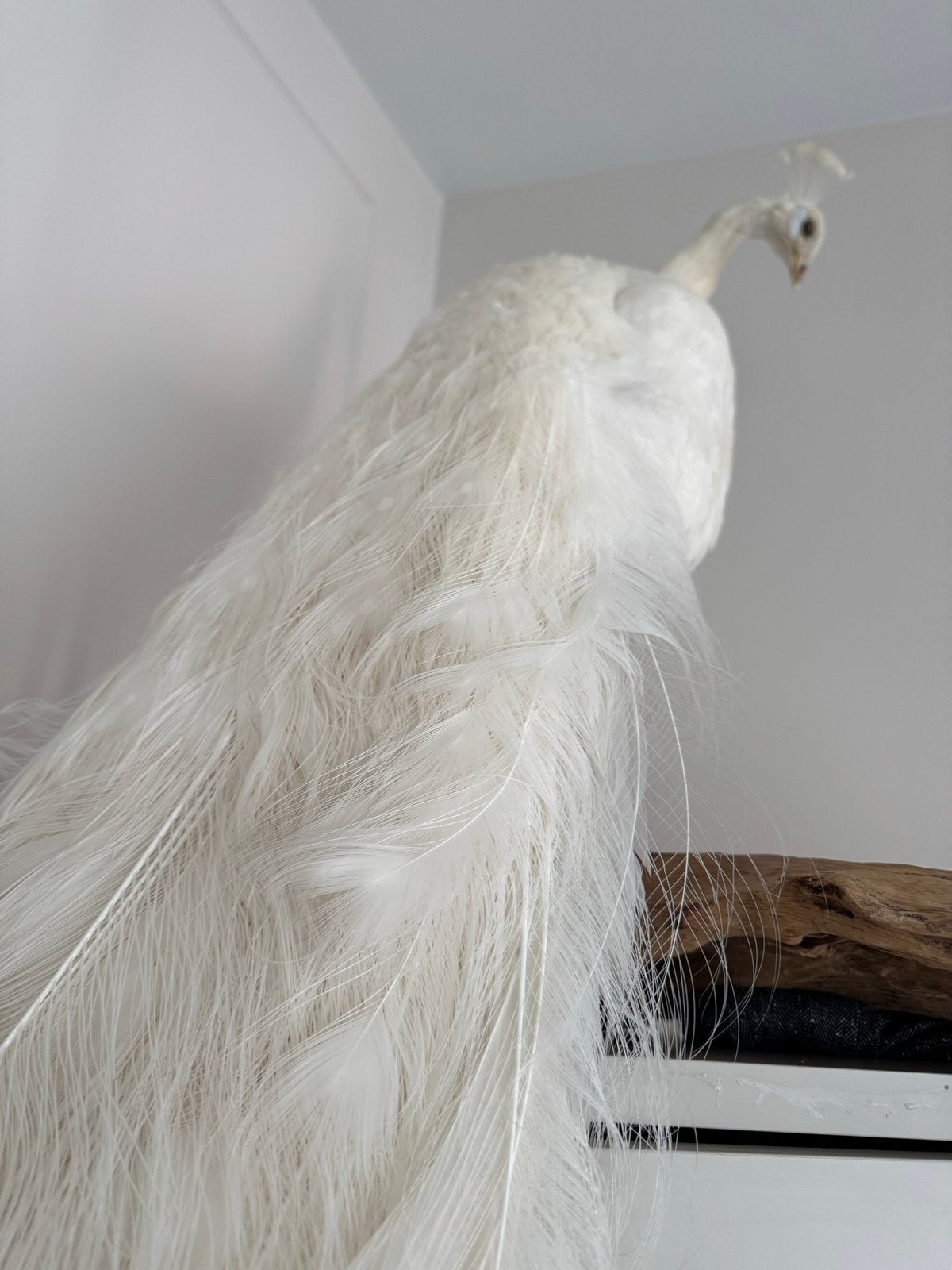 Prachtige Witte Opgezette Pauw - Taxidermie Dieren, Verzamelen, Ophalen, Zo goed als nieuw, Vogel, Opgezet dier