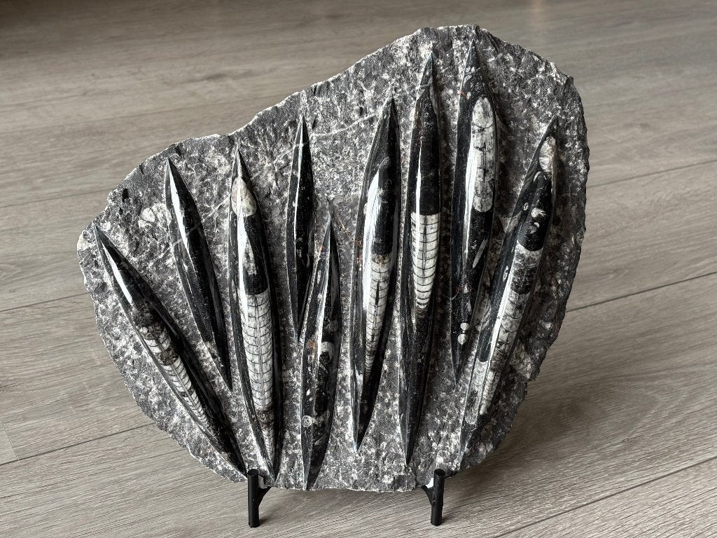 Orthoceras Nautiloid Fossiel Plaat 3356 gram, Ophalen of Verzenden, Fossiel
