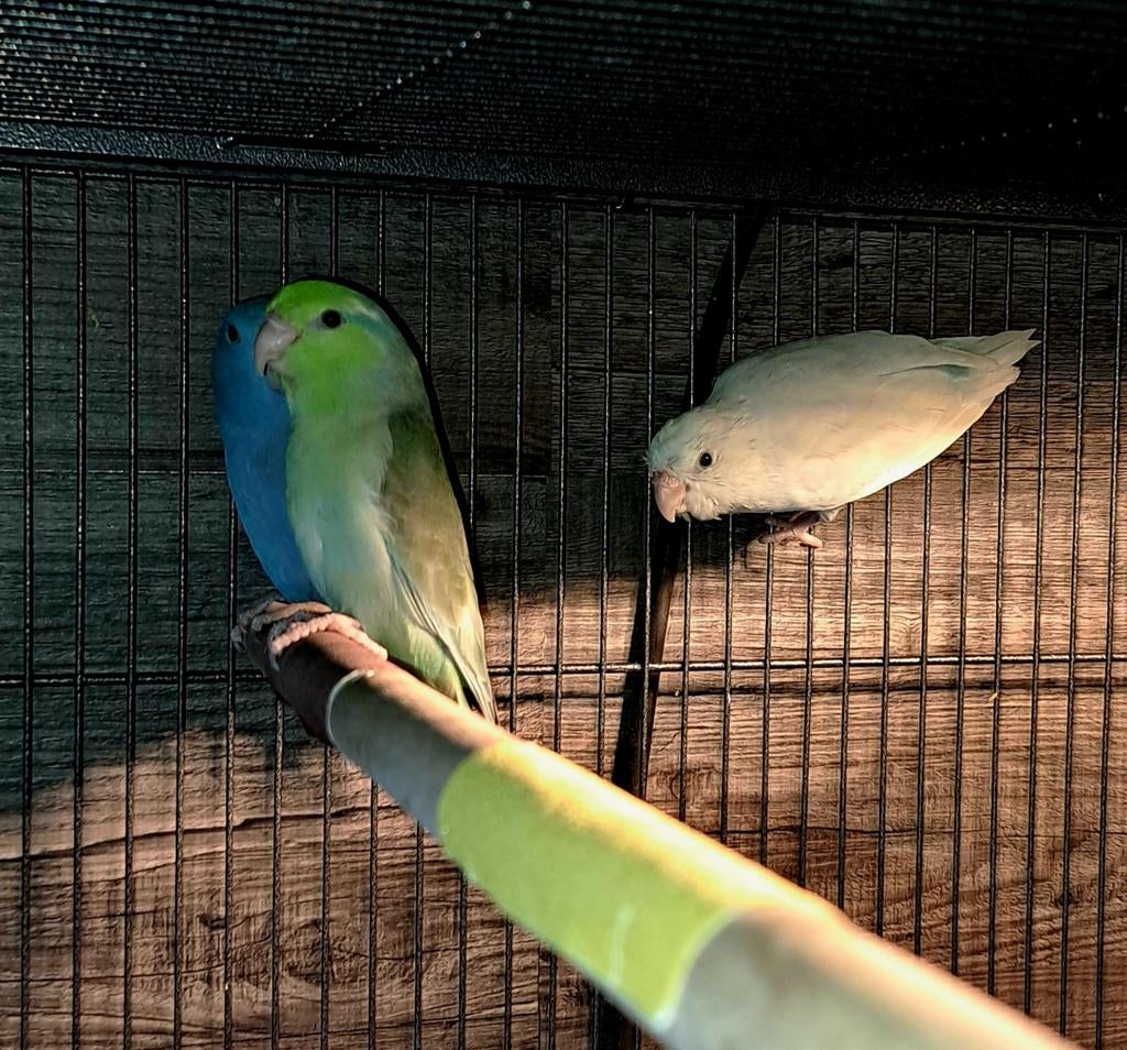 Dwerg papagaaien, Meerdere dieren, Dwergpapegaai of Agapornis