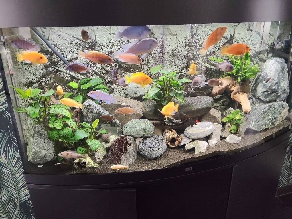 Juwel Vision 260 Aquarium compleet, Ophalen, Inclusief vissen, Juwel, Gevuld zoetwateraquarium