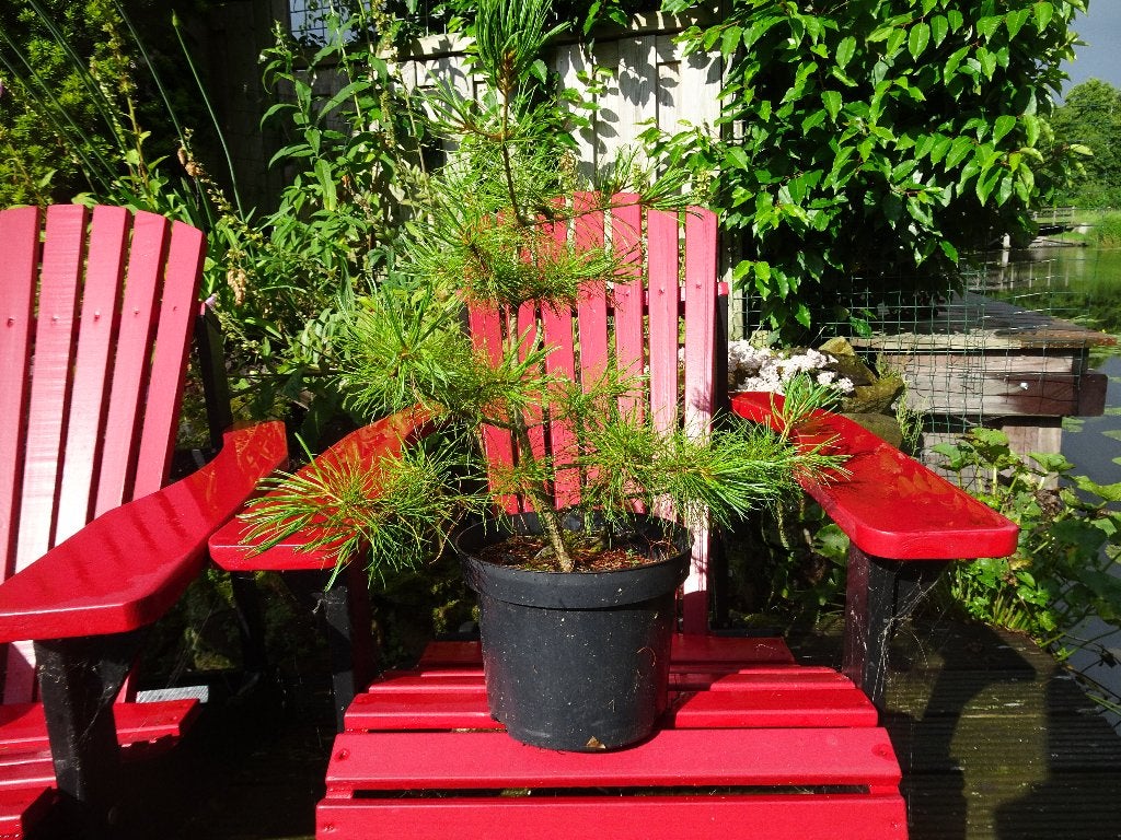 Pinus Parviflora Glauca, Tuin en Terras, Ophalen of Verzenden, Vaste plant, Overige soorten, Volle zon