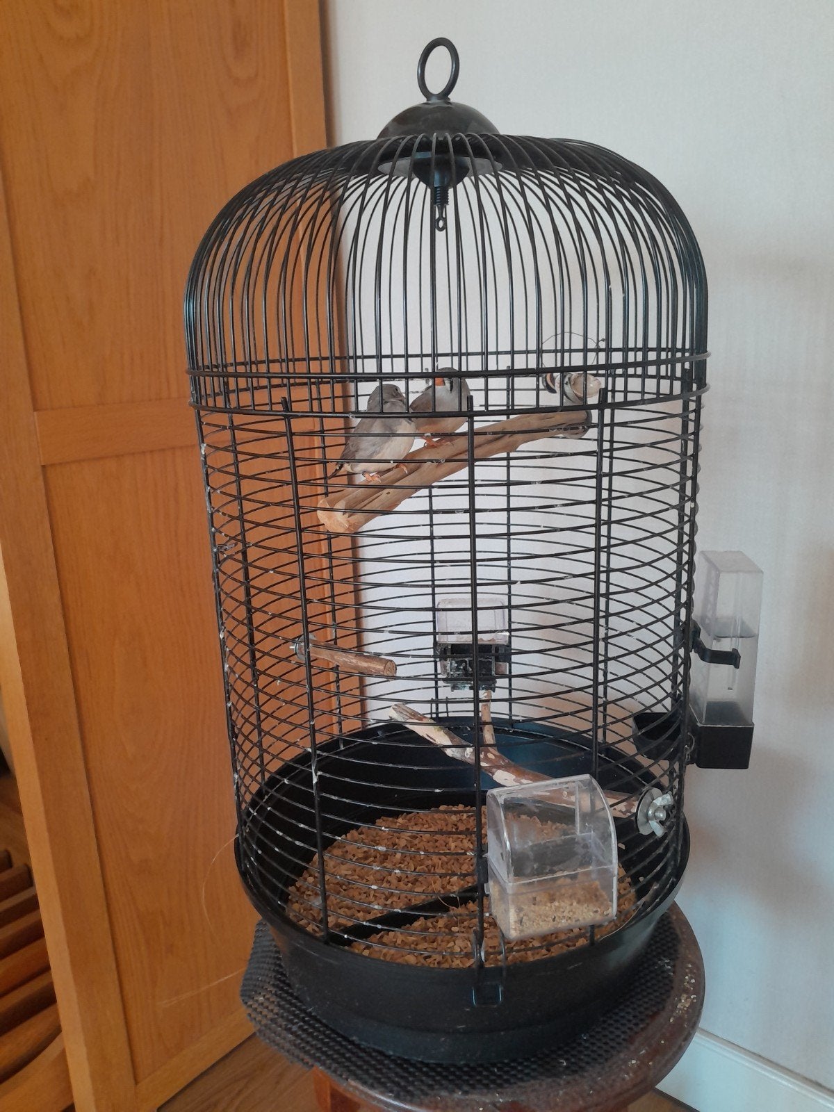 Vogelkooitjes met 3 zebravinken (paartje met 1 jong vrouwtje, Ophalen, Zo goed als nieuw, Metaal, Vogelkooi