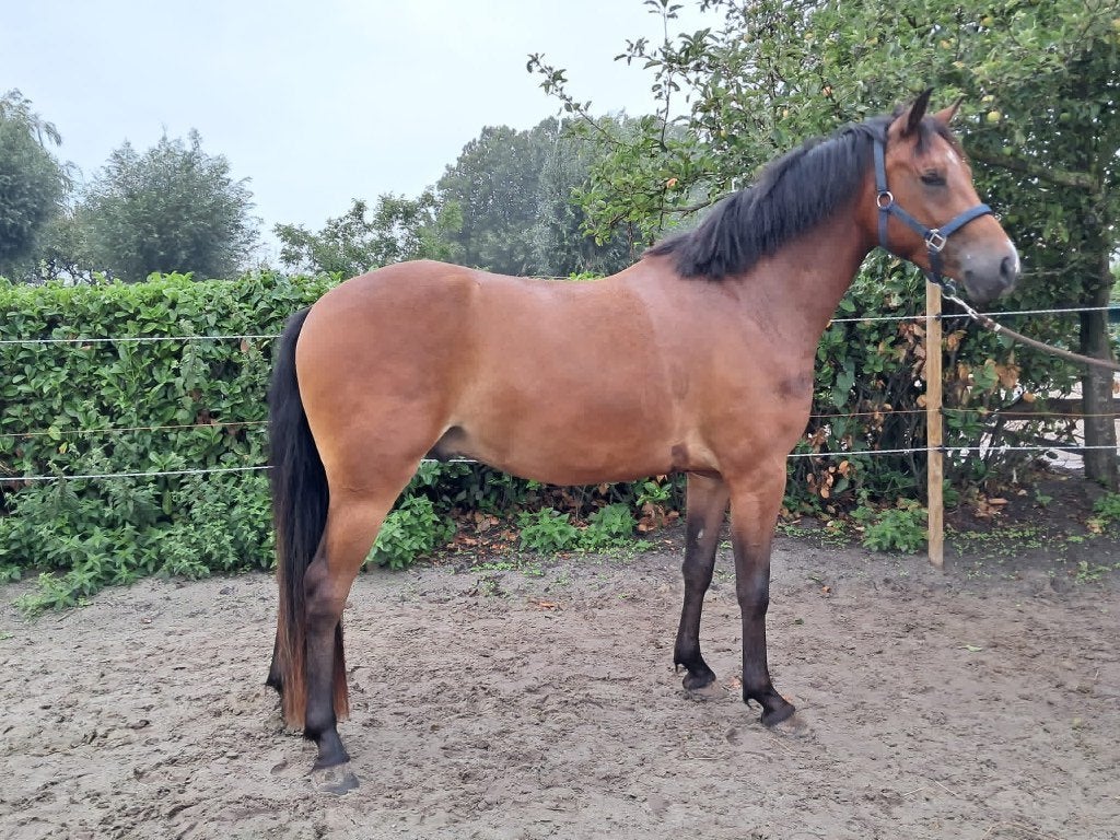 Superlieve allround NF D-pony (mennen, dressuur, springen), Ruin, 3 tot 6 jaar, Tuigpony, D pony (1.37m tot 1.48m)