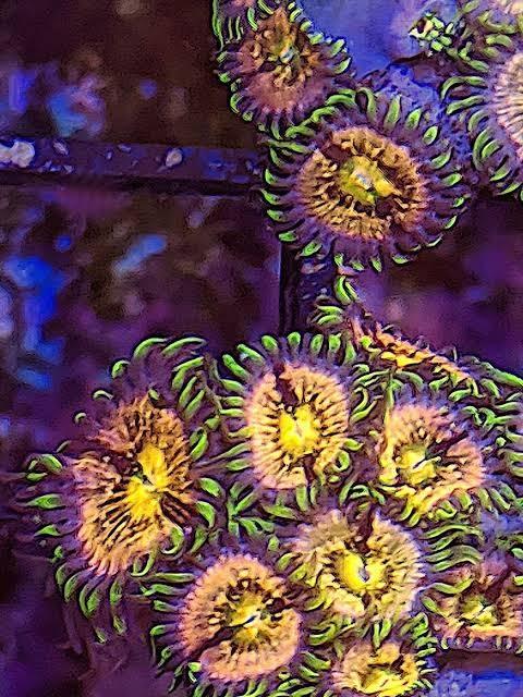 Zoa koraal stekken voor het zeeaquarium AANBIEDING!!, Dieren en Toebehoren, Overige typen