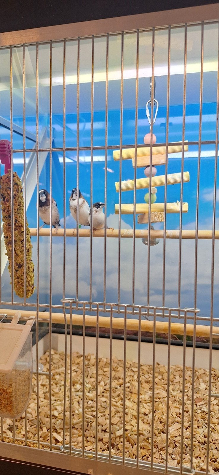 Japanse meeuwen, Meerdere dieren, Tropenvogel