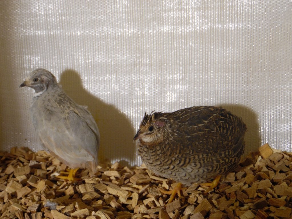 Chinese dwergkwartel hennetjes | Losse hennen te koop, Dieren en Toebehoren, Pluimvee, Meerdere dieren, Overige soorten