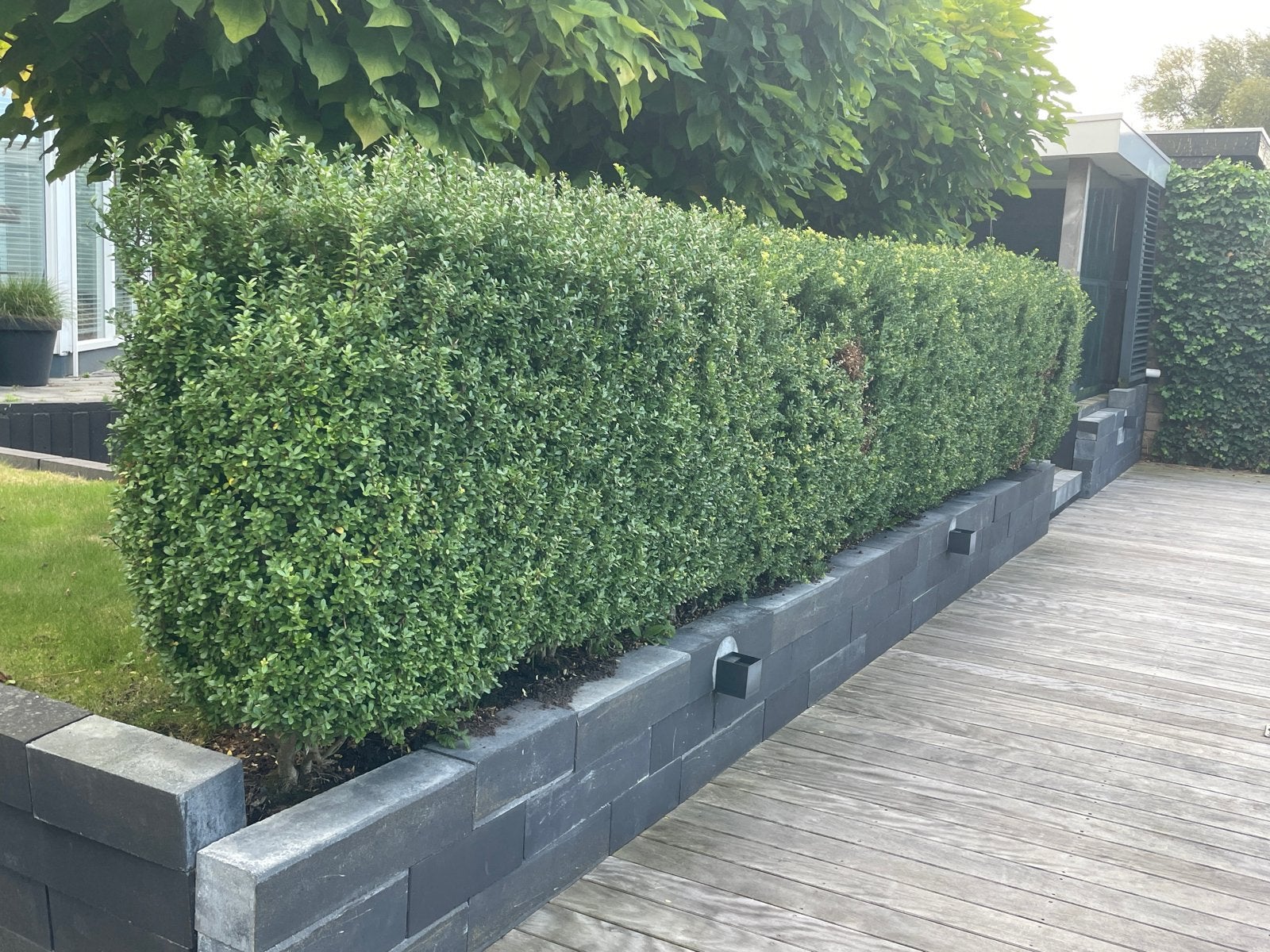 Gratis Japanse hulst (Ilex crenata) zelf uit te graven, Ophalen, Haag, Minder dan 100 cm