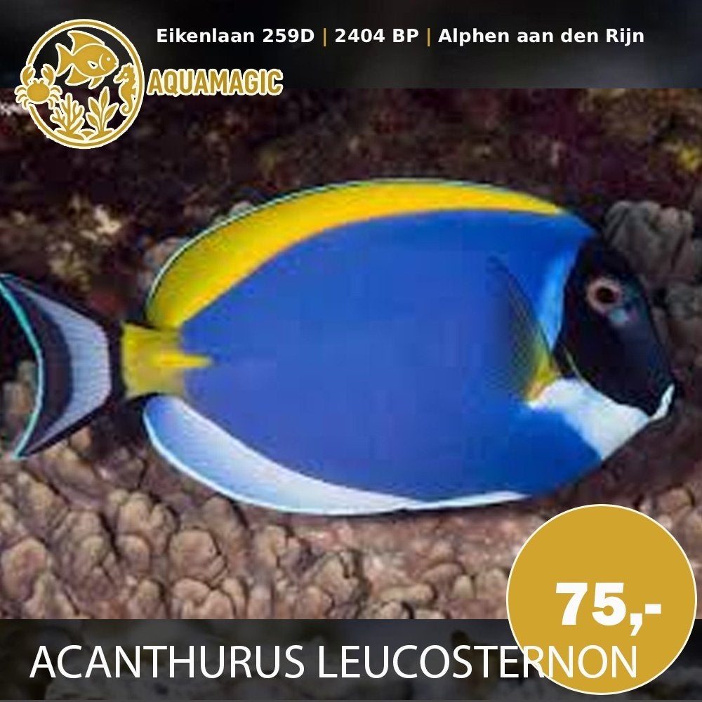 acanthurus leucosternon, Vis, Zoutwatervis