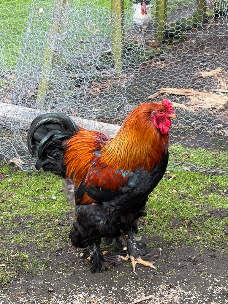 Mooie grote brahma haan, Dieren en Toebehoren, Pluimvee, Mannelijk, Kip
