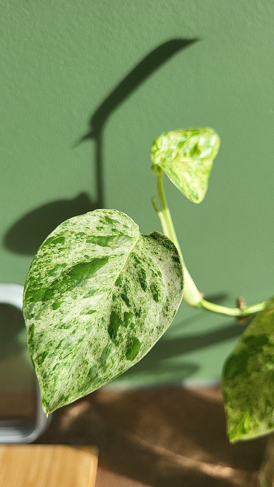 Epipremnum Pinnatum Marble Variegata stekken, Overige soorten, Minder dan 100 cm, Groene kamerplant, Halfschaduw
