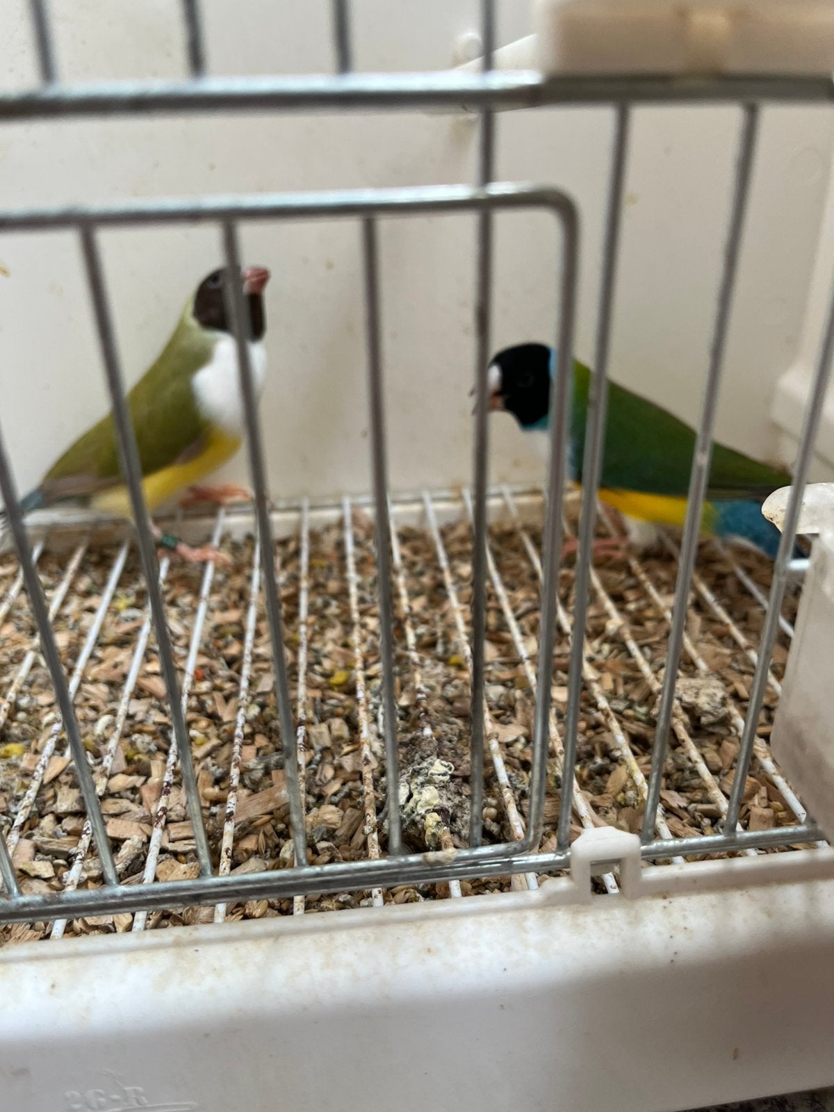 Gouldamadine, Meerdere dieren, Tropenvogel