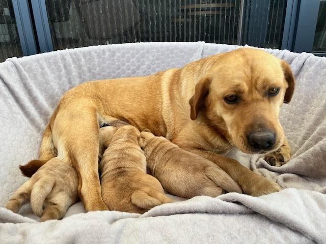 labrador pups, redfox en blond blond, Dieren en Toebehoren, Honden | Retrievers, Spaniëls en Waterhonden, Parvo, 8 tot 15 weken