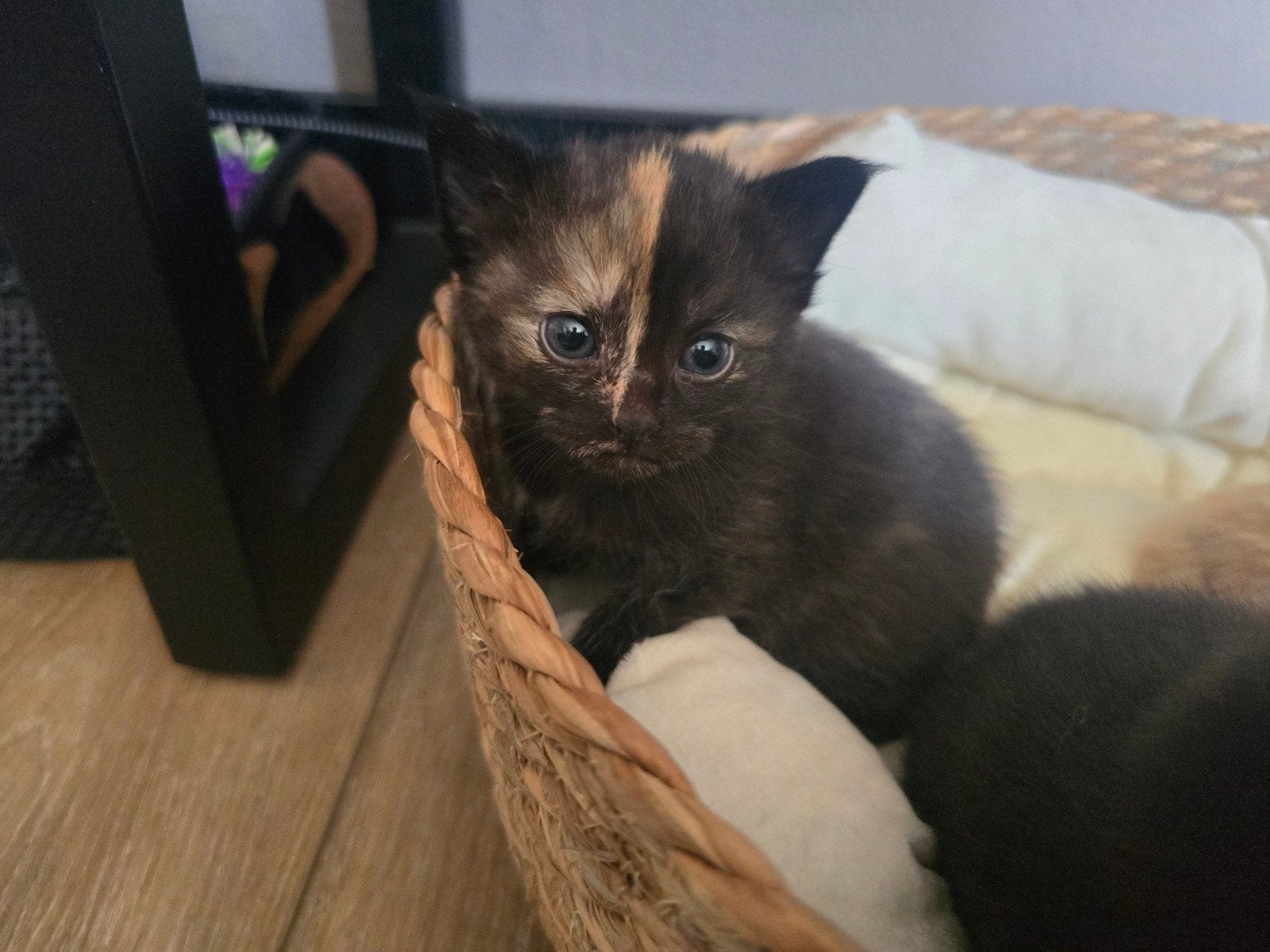 Lieve britse korthaar kittens, Dieren en Toebehoren, Meerdere dieren