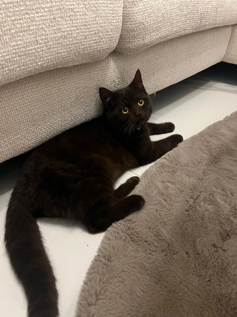 Britse korthaar Bruin Katertje choco, Kater, Ontwormd