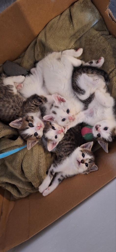 Lieve cyper kittens te koop! Nog 1 kater beschikbaar!, Meerdere dieren, Ontwormd, 0 tot 2 jaar