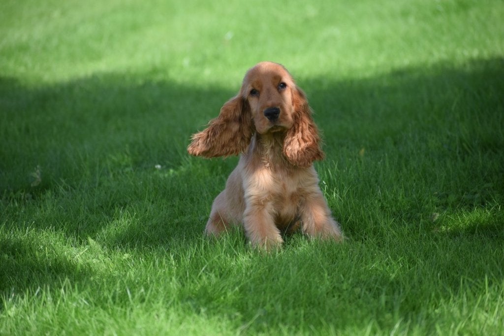 Engelse cocker spaniël pup, Dieren en Toebehoren, 15 weken tot 1 jaar, Buitenland, Meerdere, Meerdere dieren