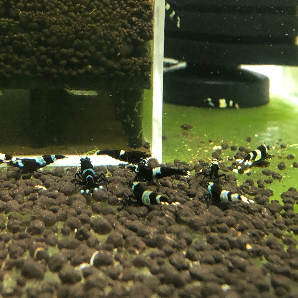 CARIDINA PANDA GARNALEN, Kreeft, Krab of Garnaal, Zoetwatervis, Schoolvis