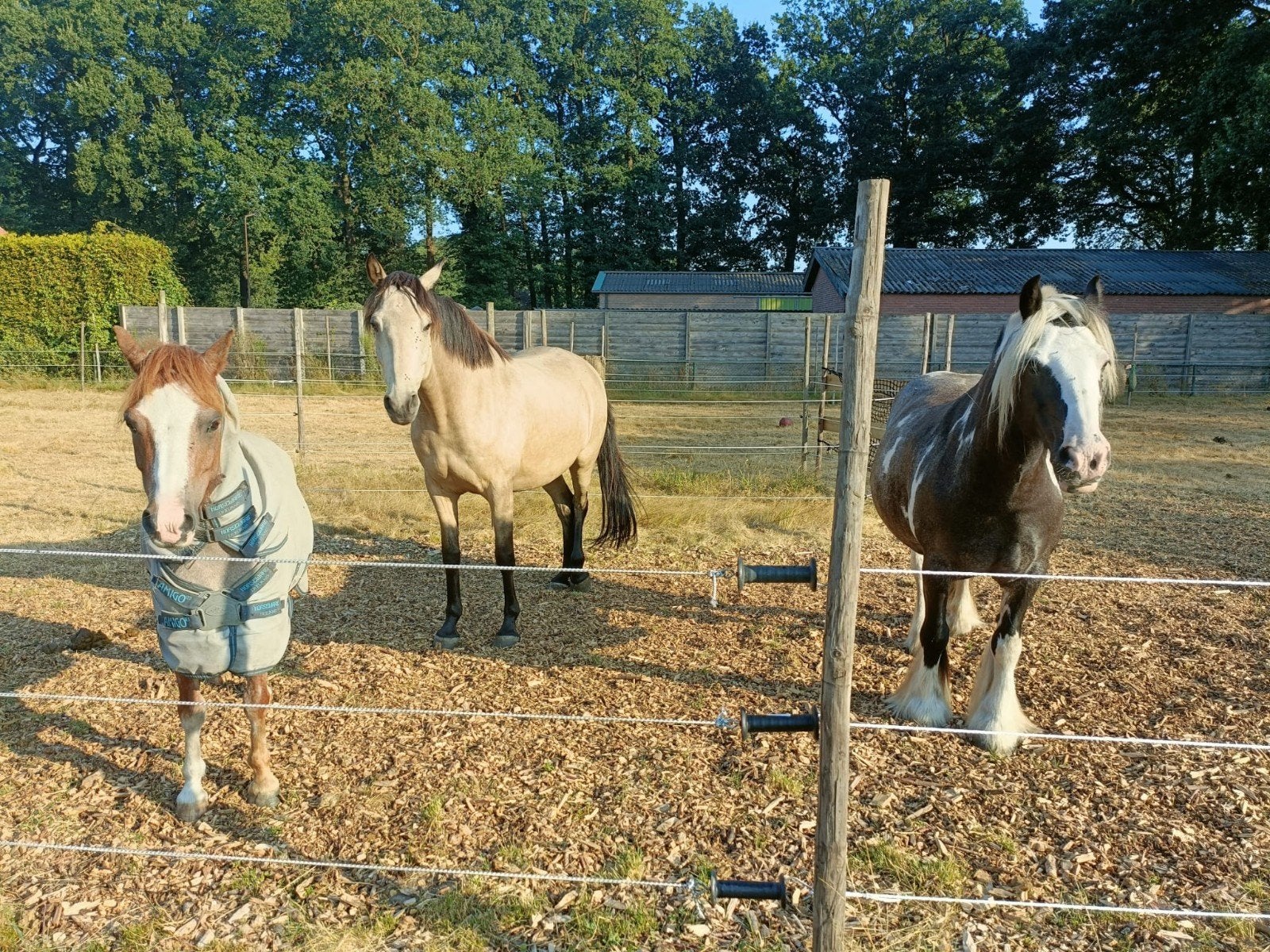 Verzorger gezocht/Verzorgpony's aangeboden, 16+, Dieren en Toebehoren