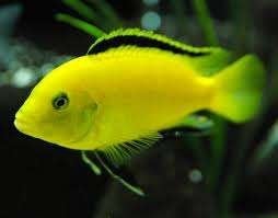 Labidochromis Yellow (ca 3,5 / 4 cm) - Cichlide -Koidream, Vis, Zoetwatervis