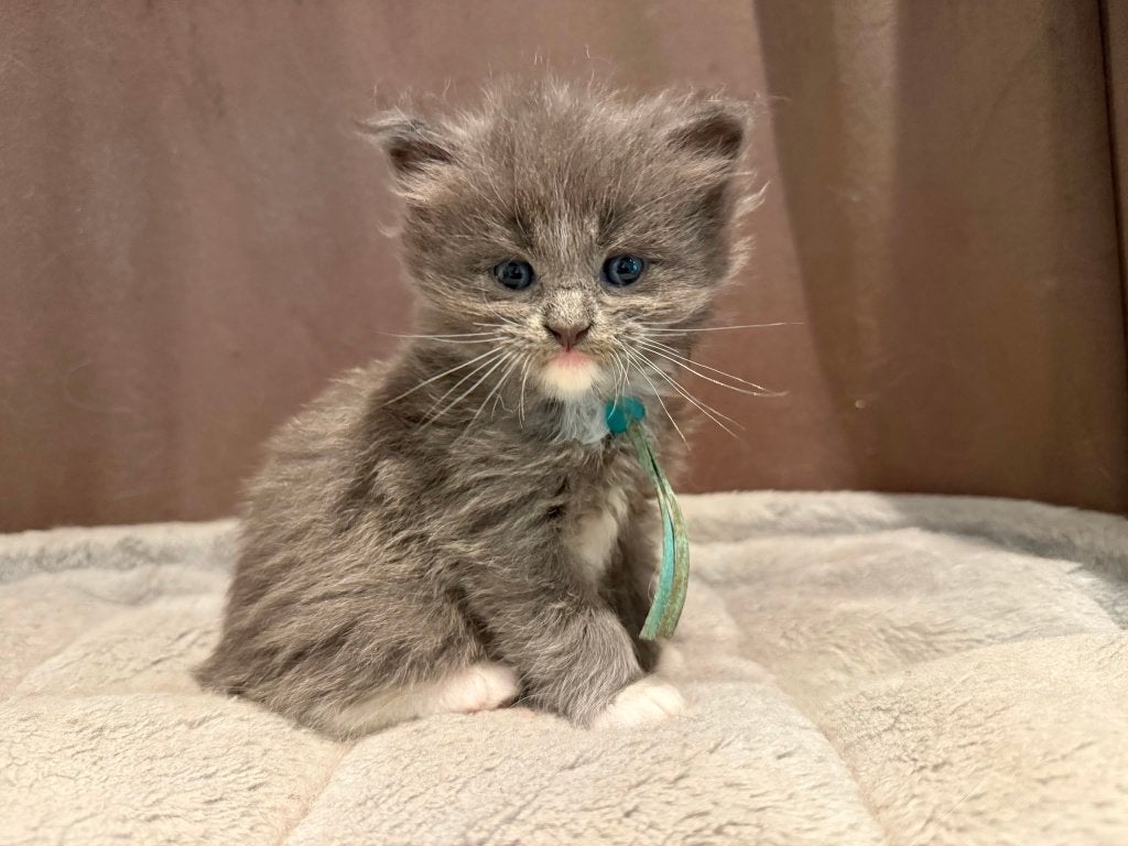 Ragdoll X Maine Coon kittens (Racoons), Dieren en Toebehoren, Katten en Kittens | Raskatten | Langhaar, Meerdere dieren, Gechipt
