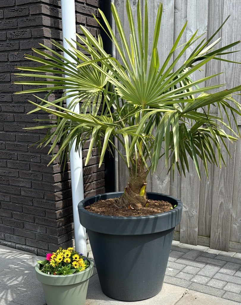 Foto 8 van Trachycarpus Fortunei    AANBIEDING