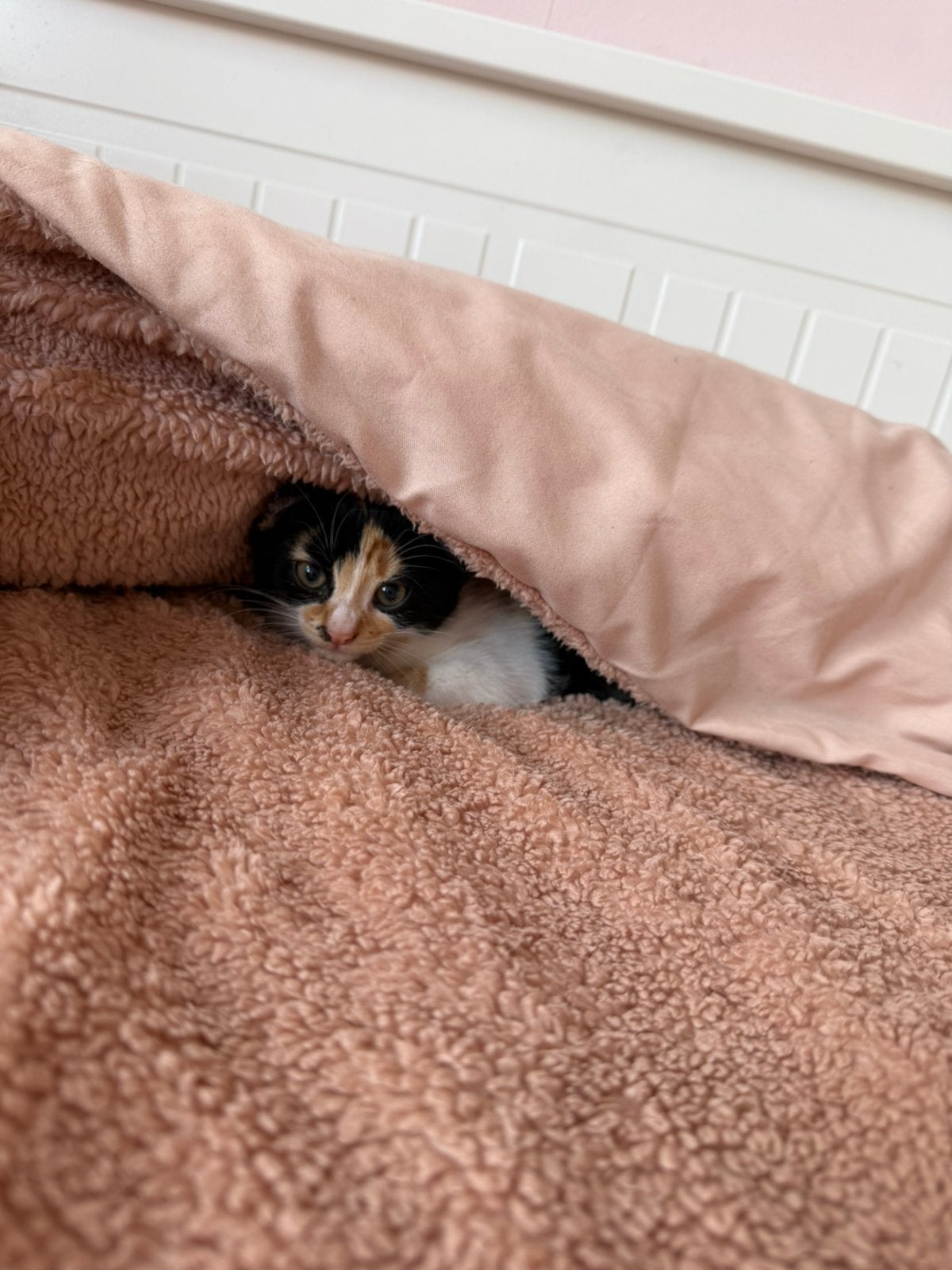 Lieve schattige kittens mogen weg, Meerdere dieren