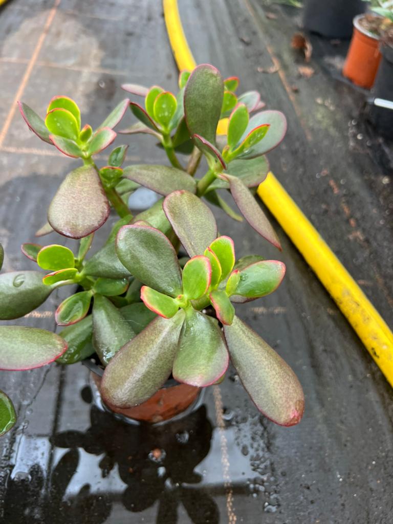 Crassula ovata pot12cm, Huis en Inrichting, Kamerplanten, Ophalen of Verzenden, Halfschaduw, Minder dan 100 cm
