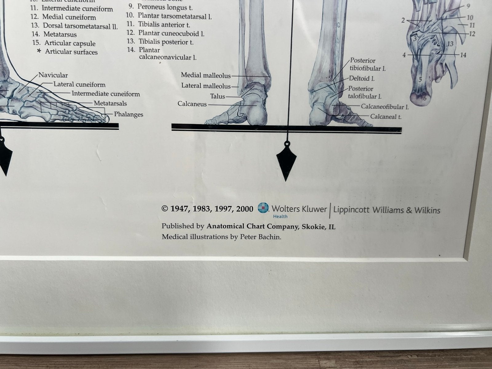 2 Anatomische Posters: Skelet en Spierstelsel van het Mensel, Verzamelen, Posters, Ophalen, Rechthoekig Staand, Met lijst, Zo goed als nieuw