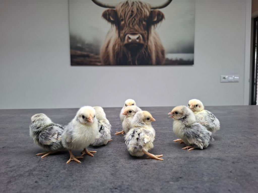 Sebright kriel zilver zwart kuikens, Dieren en Toebehoren, Geslacht onbekend, Kip