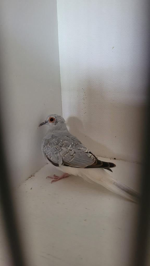 Jongen diamantduifje te koop, Dieren en Toebehoren, Meerdere dieren, Kleurkanarie