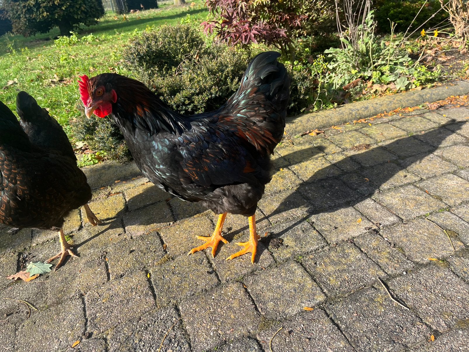 Barnervelder hanen, Dieren en Toebehoren, Mannelijk, Kip