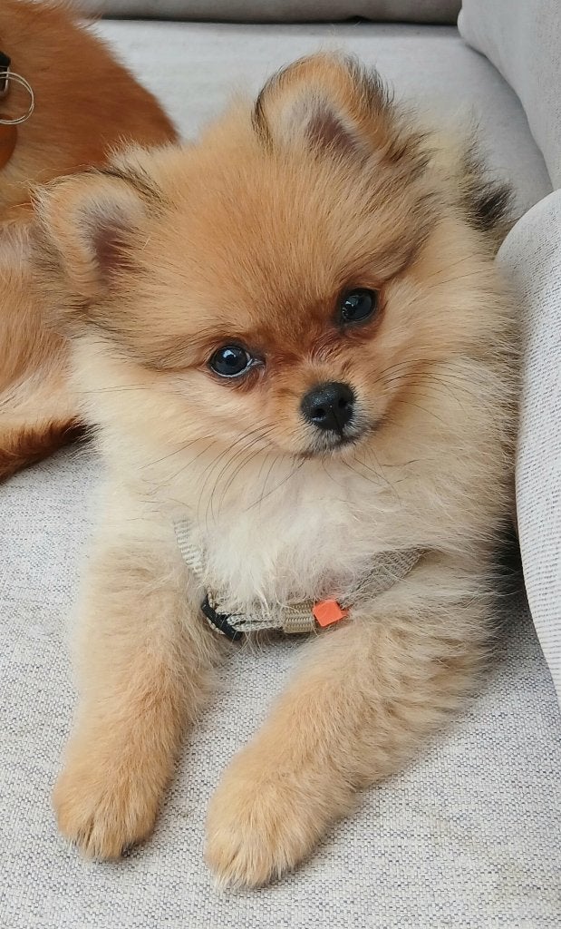 Pomeriaan pup, Dieren en Toebehoren, Keeshond, CDV (hondenziekte), 8 tot 15 weken, Teef