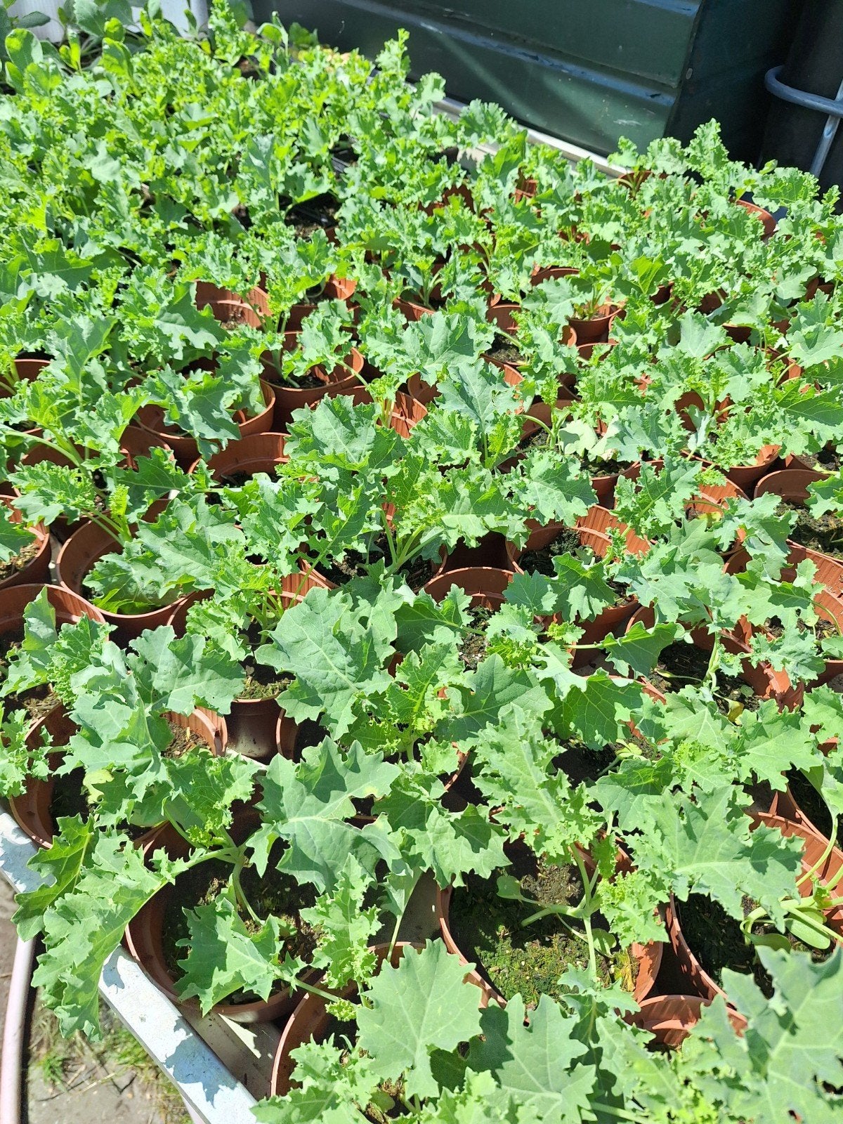 Mooie volle boerenkool biologische planten in 13 cm pot., Tuin en Terras, Planten | Tuinplanten, Ophalen, Volle zon, Groenteplanten