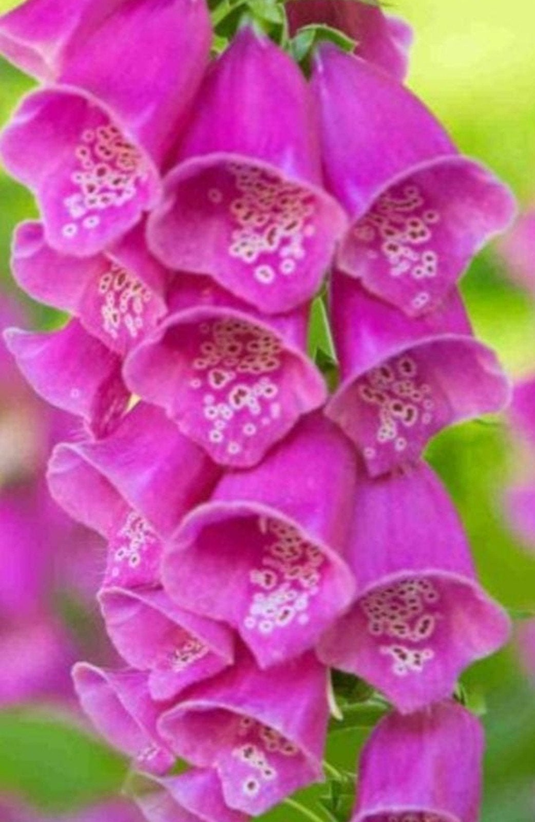 Digitalis Purpurea - Vingerhoedskruid P9, Overige soorten, Ophalen of Verzenden, Tweejarig, Halfschaduw