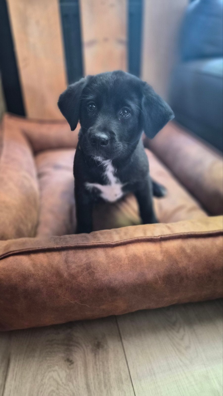 Laatste 2 prachtige Labrakita pups zoeken liefdevol huisje, Dieren en Toebehoren, Honden | Niet-rashonden, Parvo, 8 tot 15 weken