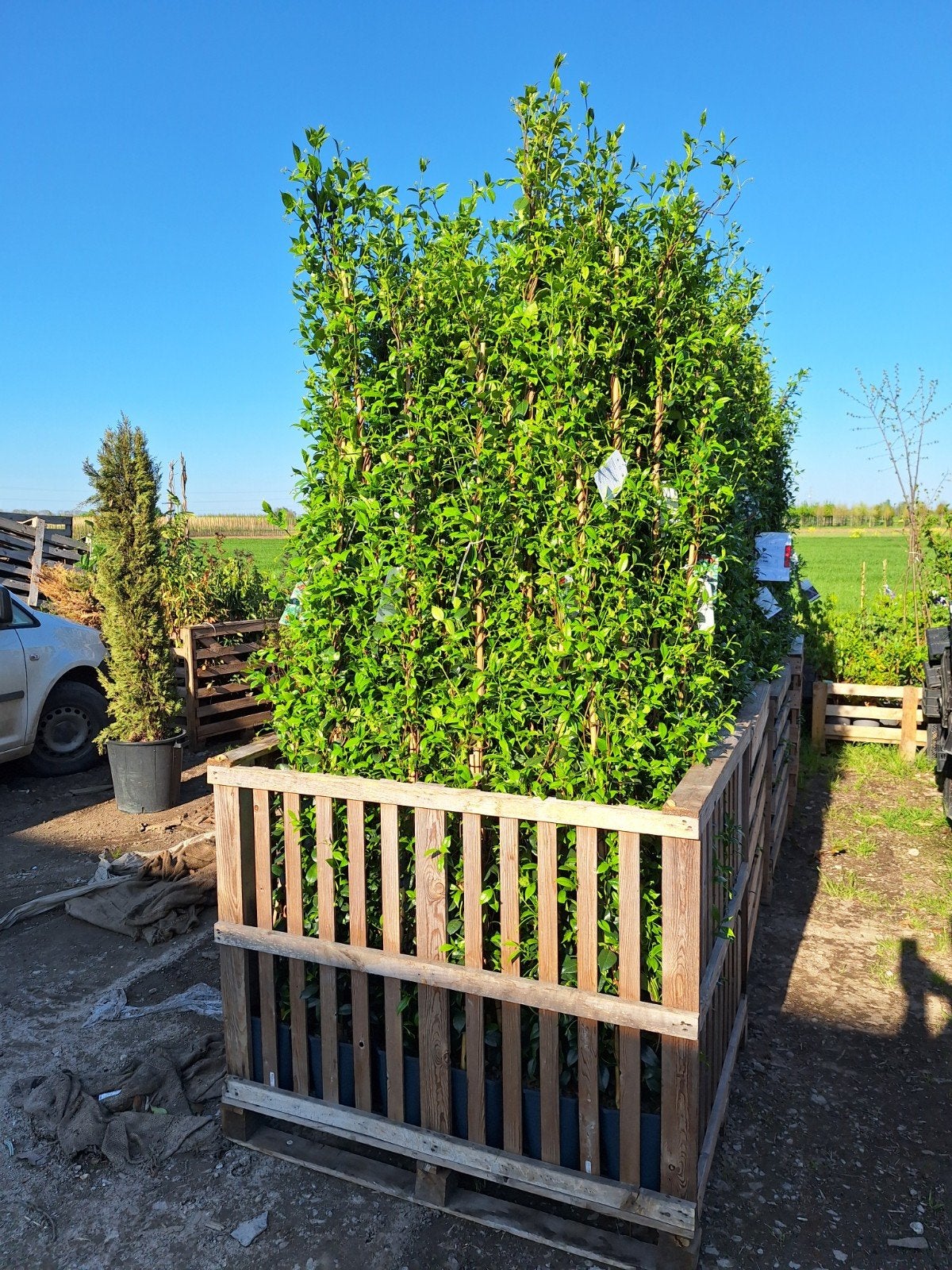 Jasmijn  ❗️🍀(Trachelospermum jasminoides)🍀❗️, Ophalen, Volle zon, Overige soorten, 100 tot 250 cm