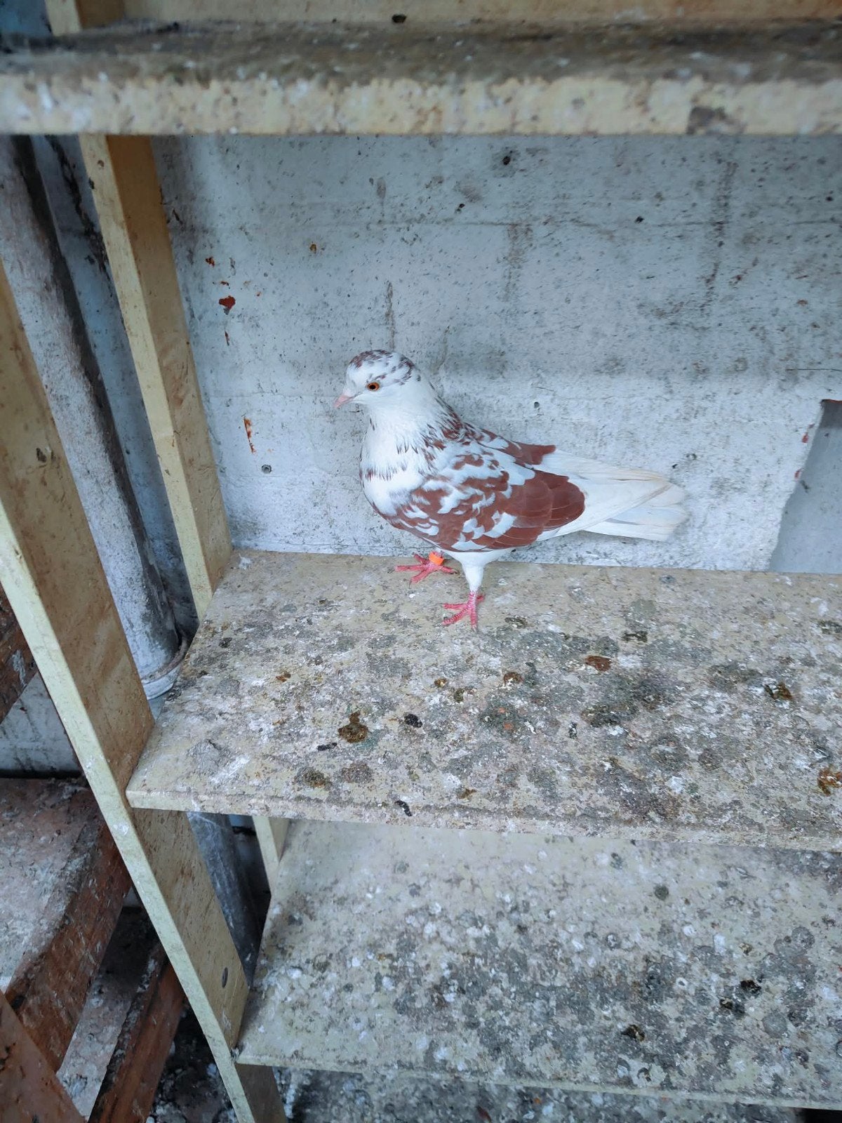birmingham roller, Dieren en Toebehoren, Vogels | Duiven, Vrouwelijk, Kropper