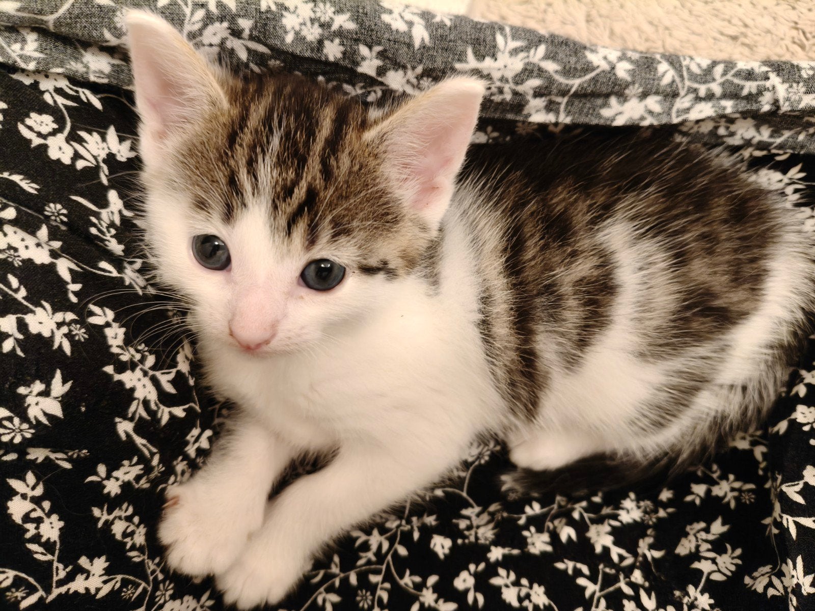2 hele lieve en speelse kittens (nog 1 beschikbaar!), Dieren en Toebehoren, Poes, Ontwormd, 0 tot 2 jaar