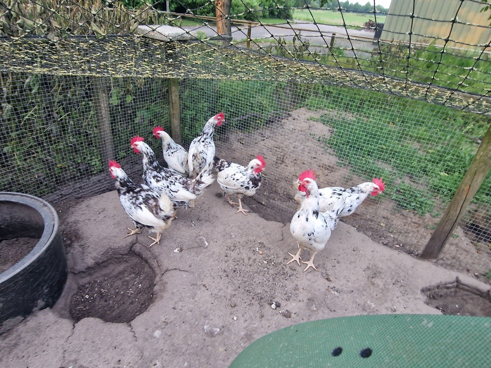 Bonte leghorn hennen te koop, Dieren en Toebehoren, Pluimvee, Vrouwelijk, Kip