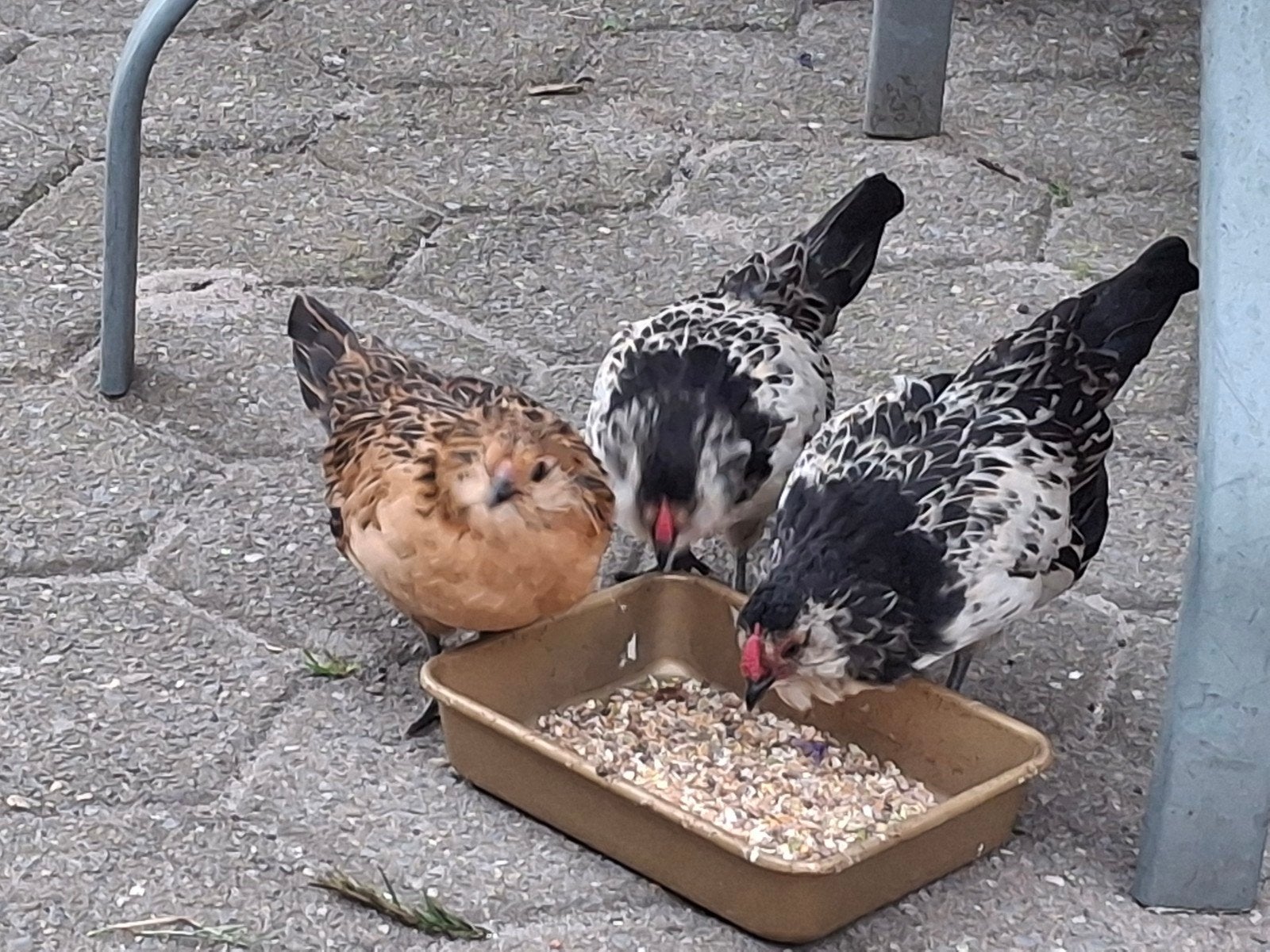 Antwerpse baardkriel hen en haan, Meerdere dieren, Overige soorten
