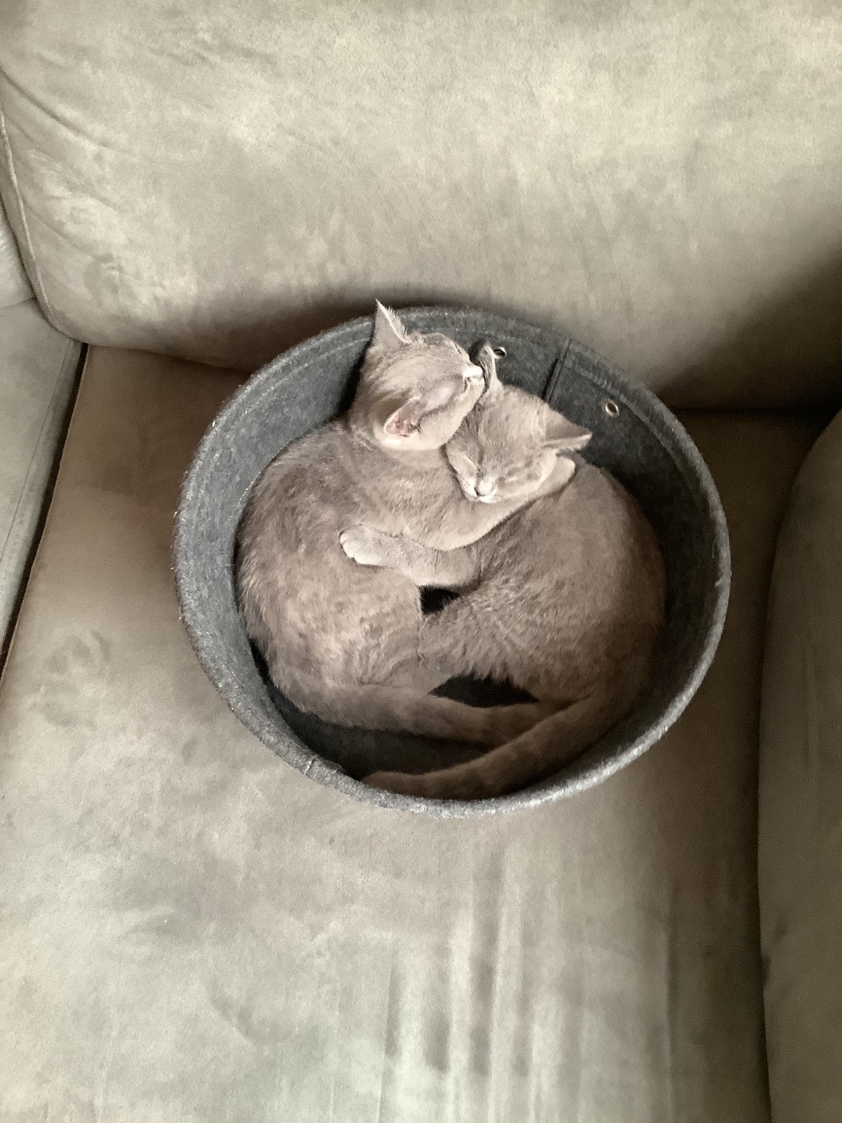 Britse korthaar 2 vrouwtjes, Poes