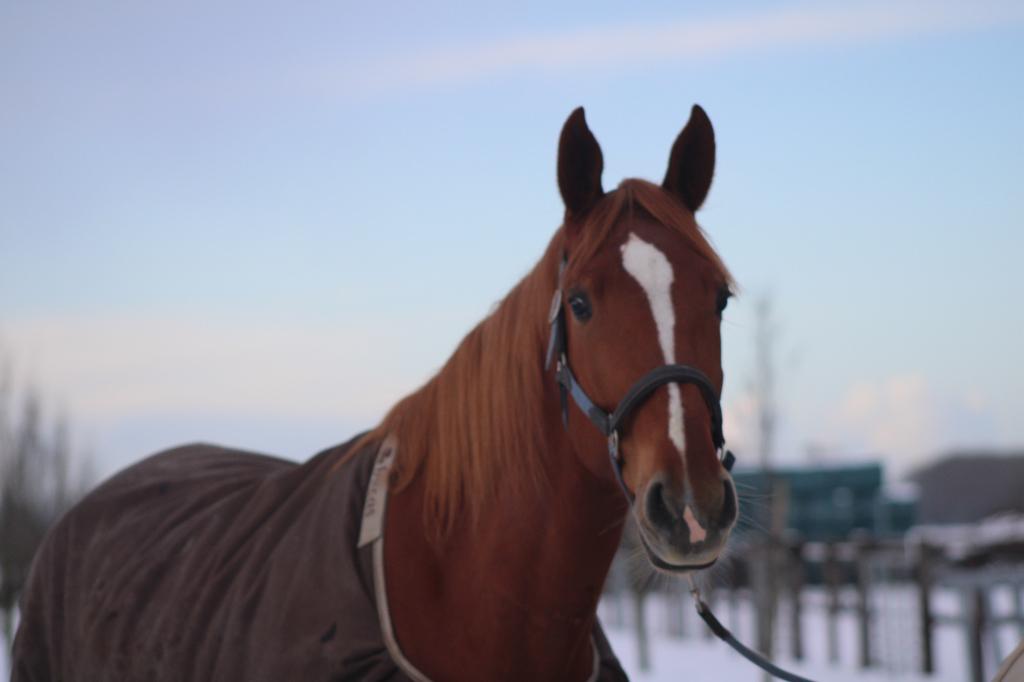 Recreactie paard, Dieren en Toebehoren, Paarden, Gechipt, B, Ruin, 170 tot 175 cm