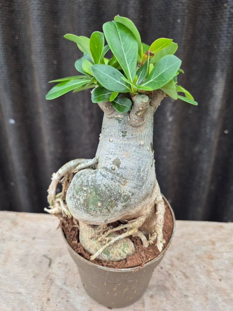 Adenium Baobab p11 (4), Ophalen of Verzenden, Halfschaduw, Minder dan 100 cm